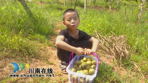 观光采摘游&nbsp;中华猕猴桃落户合江金龙湖山巅(图7)
