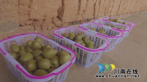 观光采摘游&nbsp;中华猕猴桃落户合江金龙湖山巅(图8)