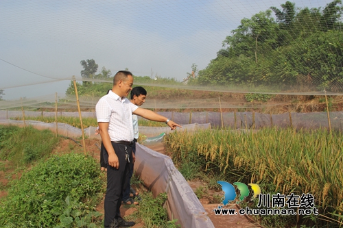 泸县云龙：稻蛙养殖新特色&nbsp;脱贫攻坚新模式(图1)