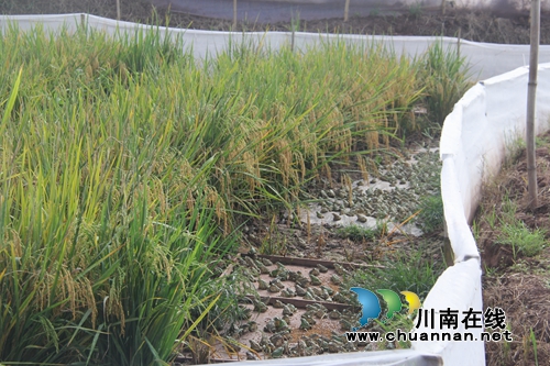泸县云龙：稻蛙养殖新特色&nbsp;脱贫攻坚新模式(图3)