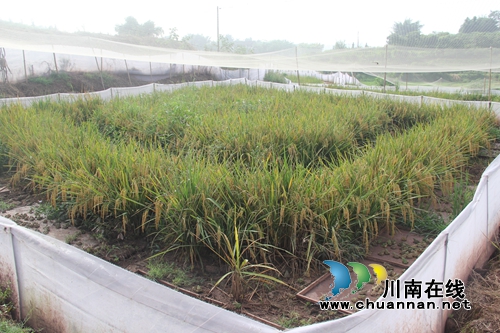 泸县云龙：稻蛙养殖新特色&nbsp;脱贫攻坚新模式(图2)