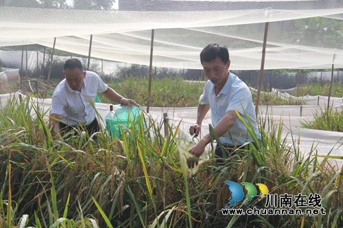 泸县云龙：稻蛙养殖新特色&nbsp;脱贫攻坚新模式(图4)