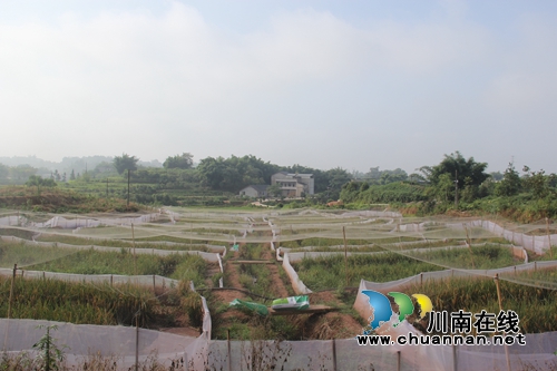 泸县云龙：稻蛙养殖新特色&nbsp;脱贫攻坚新模式(图5)