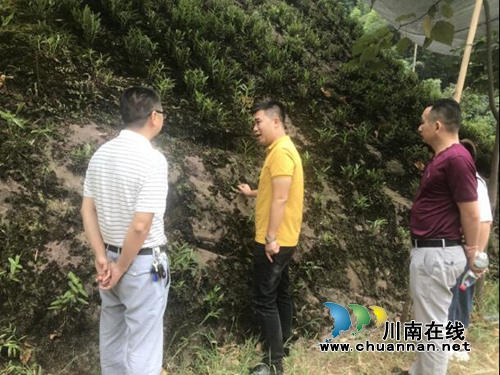 泸州市统计局、市农业农村局联合调研合江金钗石斛产业发展情况(图1) 泸州市统计局、市农业农村局联合调研合江金钗石斛产业发展情况(图1)