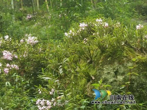 泸州市统计局、市农业农村局联合调研合江金钗石斛产业发展情况(图2) 泸州市统计局、市农业农村局联合调研合江金钗石斛产业发展情况(图2)