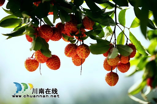 一颗荔枝，打造合江专属“名片”(图1)