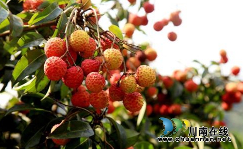 合江：以荔枝为核心，带动多产融合发展(图1)