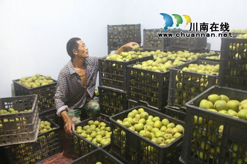 纳溪农民自建猕猴桃保鲜库 实现反季节销售(图1) 纳溪农民自建猕猴桃保鲜库 实现反季节销售(图1)