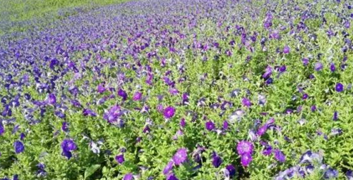 宜宾开展A级旅游景区暗访复核&nbsp;两家被取消等级(图1)