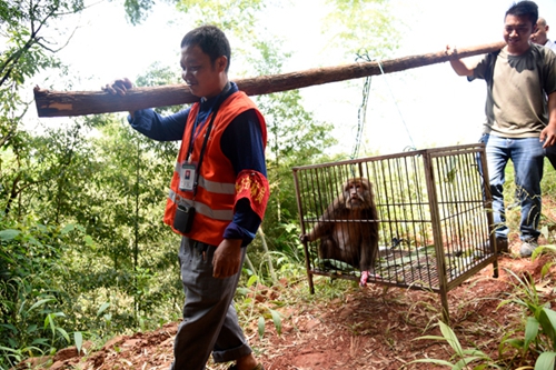 “大师兄”闯进泸州村民家中&nbsp;系国家保护动物(图1)
