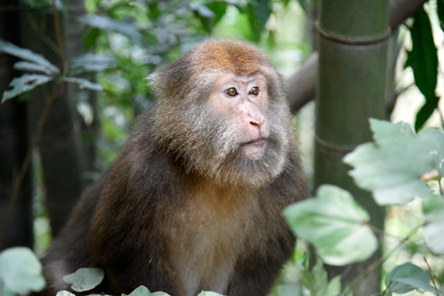 “大师兄”闯进泸州村民家中&nbsp;系国家保护动物(图2)