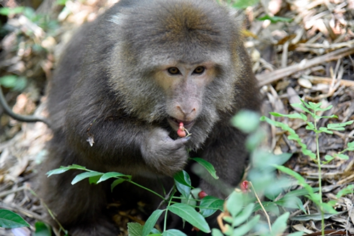 “大师兄”闯进泸州村民家中&nbsp;系国家保护动物(图3)