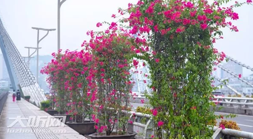 国窖大桥桥梁栏杆边成了一个“红色的花廊”(图1)