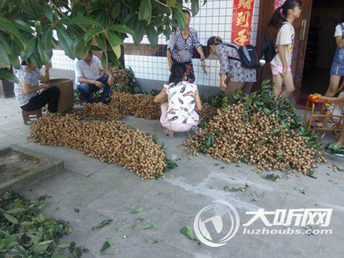 今年泸州桂圆遇“小年” 价格较去年有所上涨(图1) 今年泸州桂圆遇“小年” 价格较去年有所上涨(图1)