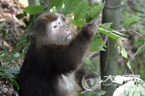 泸州一吃货猴子进村赖着不走了(图1)