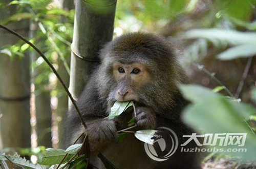 泸州一吃货猴子进村赖着不走了(图2)