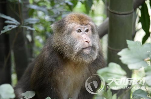 泸州一吃货猴子进村赖着不走了(图3)