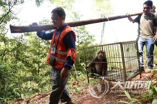 泸州一吃货猴子进村赖着不走了(图4)