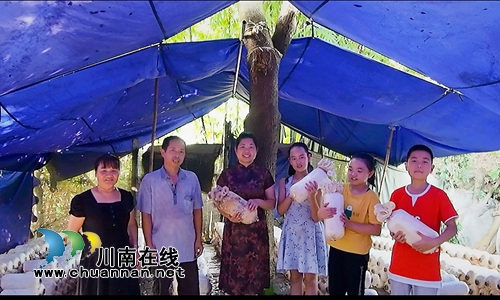 泸县得胜小学科技班的孩子们培育的蘑菇收获啦(图3)