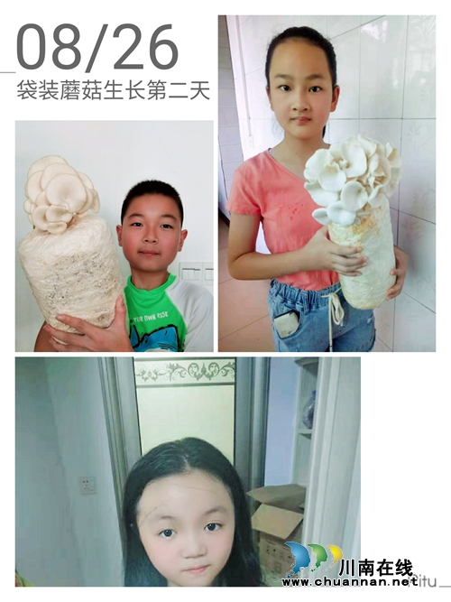 泸县得胜小学科技班的孩子们培育的蘑菇收获啦(图5)
