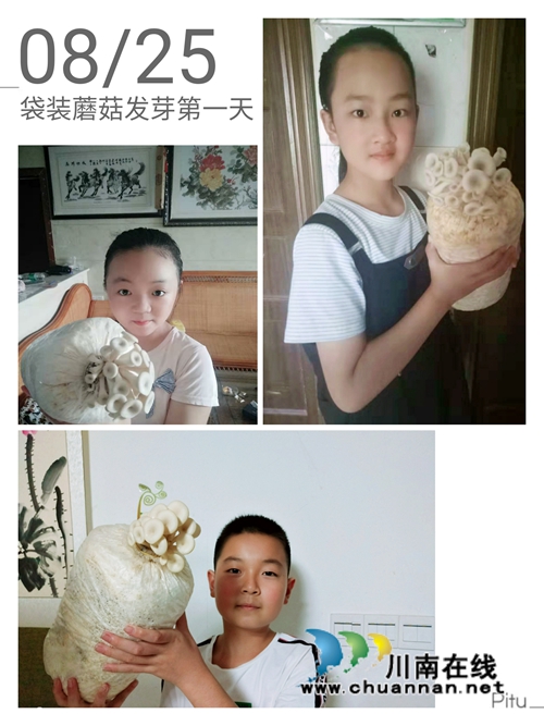 泸县得胜小学科技班的孩子们培育的蘑菇收获啦(图4)