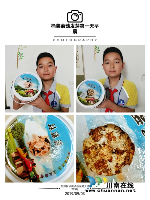 泸县得胜小学科技班的孩子们培育的蘑菇收获啦(图7)