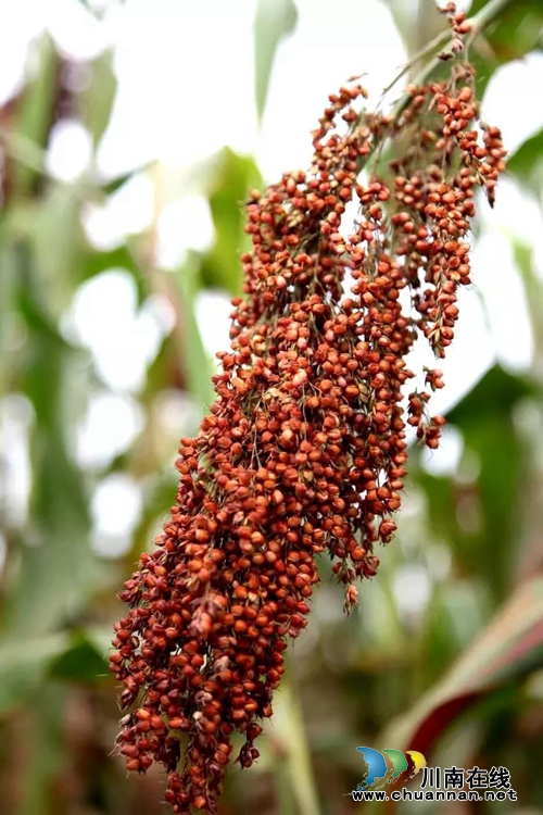 泸州市江阳区：石寨红高粱，每斤4块1(图1)