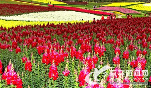 周末假日来宜宾长宁古河 领略花海无敌美景(图4) 周末假日来宜宾长宁古河 领略花海无敌美景(图4)