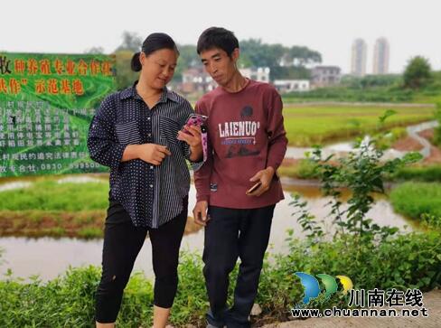 泸县稻虾养殖成农民增收“小金库”(图2)