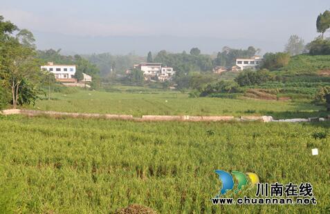 泸县稻虾养殖成农民增收“小金库”(图3)