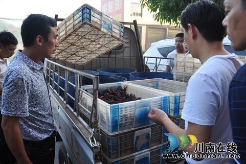 泸县稻虾养殖成农民增收“小金库”(图1)