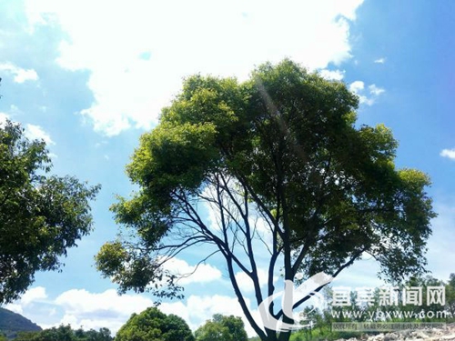 国庆放假哪里玩？宜宾这些“海”等你来(图9)