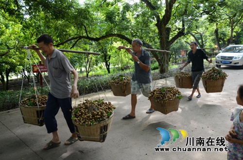 泸县太伏：砥砺奋进七十年&nbsp;绘就业兴民富新画卷(图3)