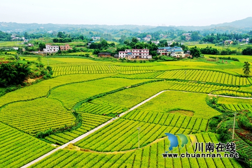 泸县太伏：砥砺奋进七十年&nbsp;绘就业兴民富新画卷(图6)