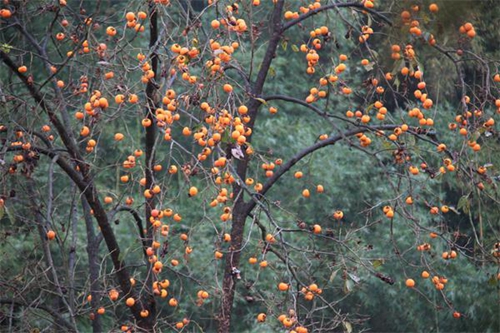 宜宾江安举行柿子节&nbsp;新样板省级脱贫村等你来(图3)