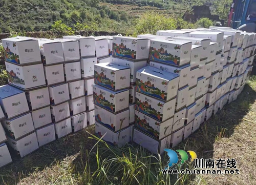 泸州对口帮扶甘孜州乡城县进入收获季(图4)