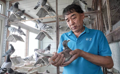 揭秘“国庆鸽”年轻、健康、拥有“国际血统”(图1) 揭秘“国庆鸽”年轻、健康、拥有“国际血统”(图1)