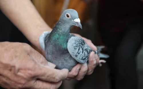 揭秘“国庆鸽”年轻、健康、拥有“国际血统”(图2) 揭秘“国庆鸽”年轻、健康、拥有“国际血统”(图2)