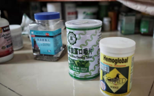 揭秘“国庆鸽”年轻、健康、拥有“国际血统”(图3) 揭秘“国庆鸽”年轻、健康、拥有“国际血统”(图3)