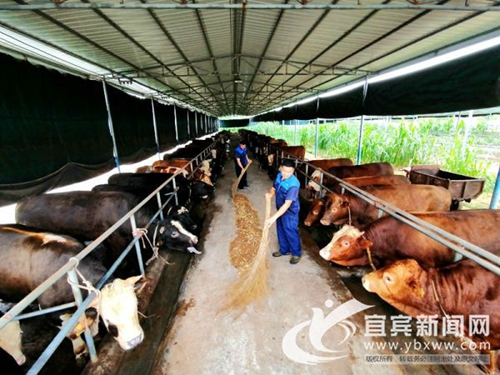 宜宾90后青年自掏腰包&nbsp;宴请当地老人过重阳节(图2)