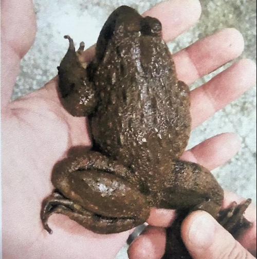 贪吃“木怀”却伤心怀&nbsp;叙永两“吃货”被抓了(图1)