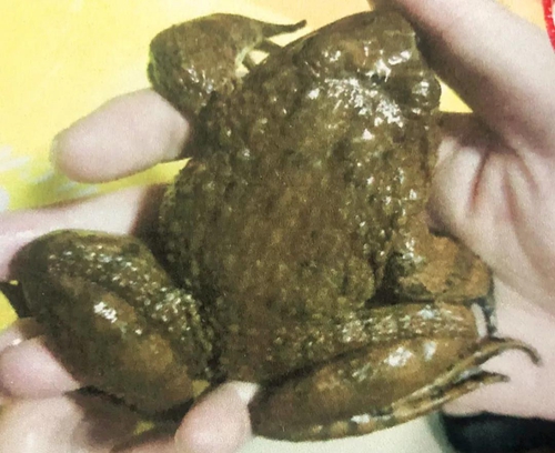 贪吃“木怀”却伤心怀&nbsp;叙永两“吃货”被抓了(图2)