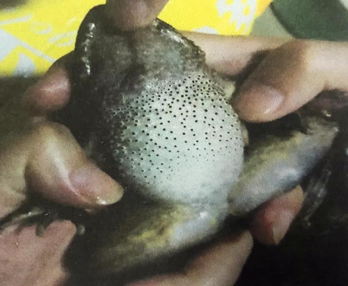 贪吃“木怀”却伤心怀&nbsp;叙永两“吃货”被抓了(图3)