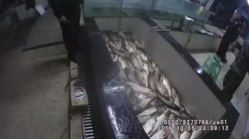 三地警方联手行动,阻止“问题鱼”摆上餐桌(图1) 三地警方联手行动,阻止“问题鱼”摆上餐桌(图1)