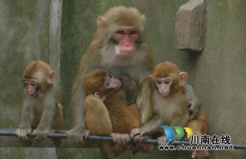 宜宾“猴王”投资上亿为院士建实验大楼(图2)