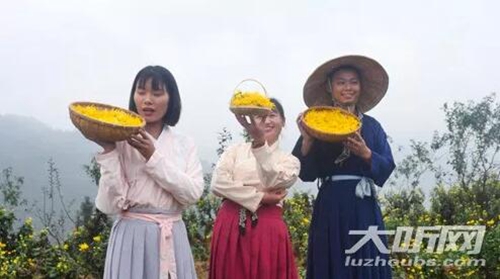 纳溪区打古镇100亩的金丝皇菊竞相盛开(图1)