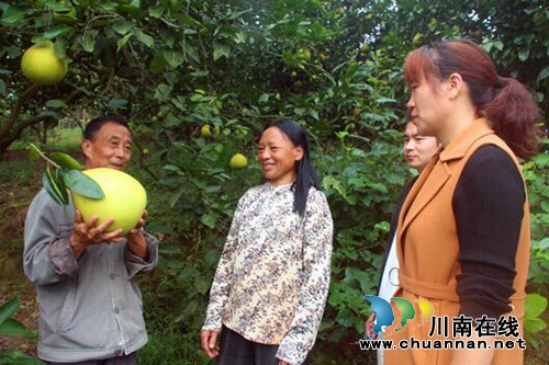 三分种七分管&nbsp;柚子种出好“钱”景(图1)