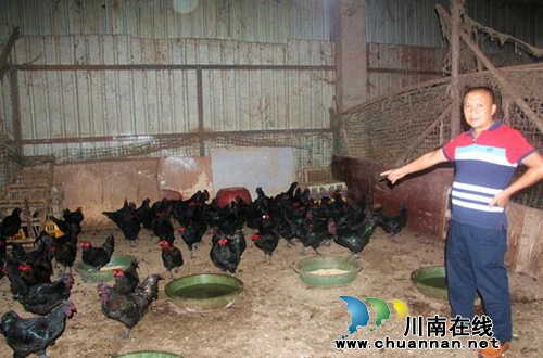 城郊建起配送站&nbsp;深山土鸡卖得欢(图1)