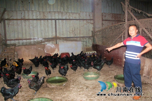 泸州老板城郊建起配送站 深山土鸡卖得欢(图1) 泸州老板城郊建起配送站 深山土鸡卖得欢(图1)