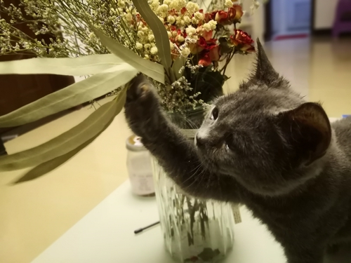 宠物经济：经济大行其道&nbsp;萌宠时代市场繁荣(图2)